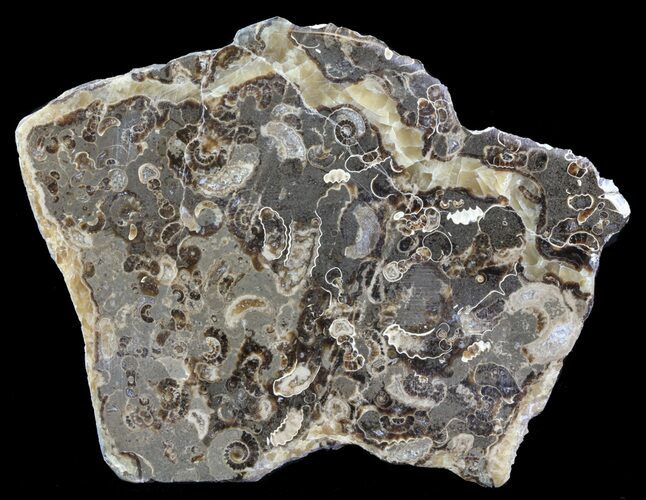 Polished Ammonite Fossil Slab - Marston Magna Marble #63854